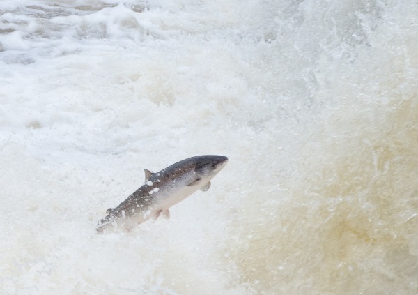 Photo Credit: Tom Moffatt, Atlantic Salmon Federation 
